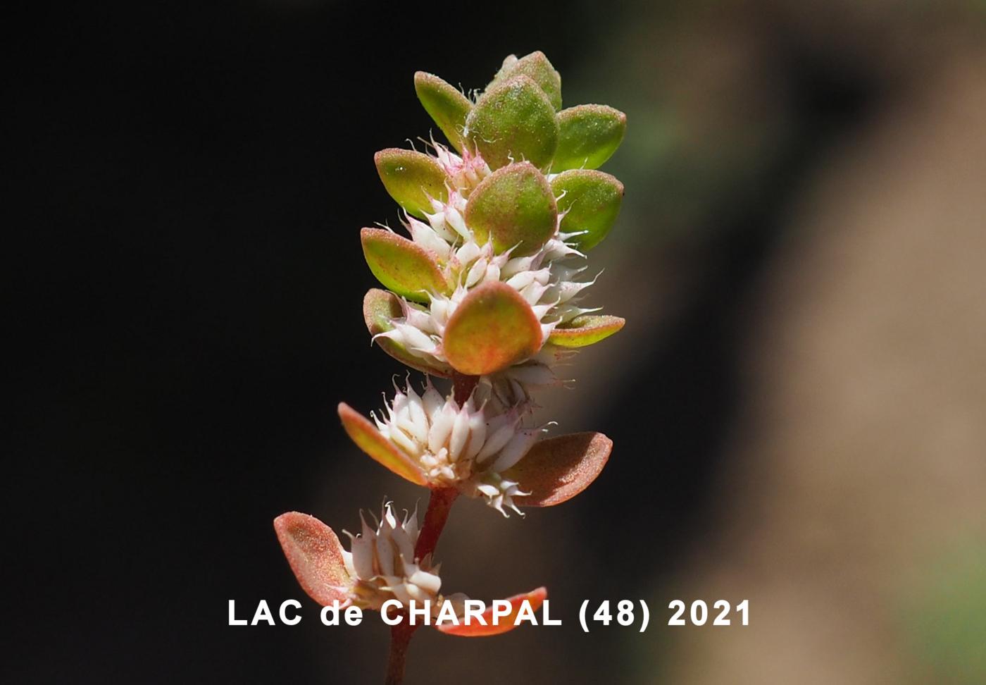 Knotgrass flower